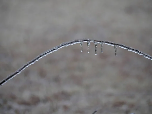 Wide Shot Curved Twig Covered Ice Icicles Hanging — Stock Photo, Image