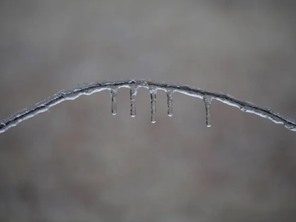 Gros Plan Une Brindille Incurvée Recouverte Glace Avec Des Glaçons — Photo