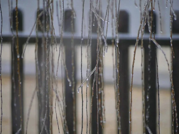 Curtain of willow leaves covered with ice with the faint view of a wooden fence in the background