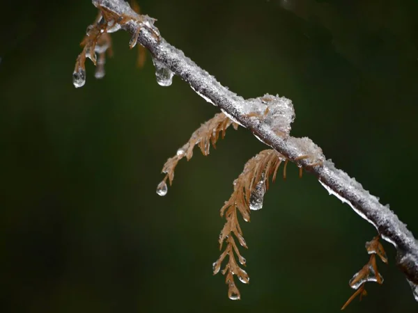 Gros Plan Une Brindille Avec Des Feuilles Séchées Toutes Couvertes — Photo