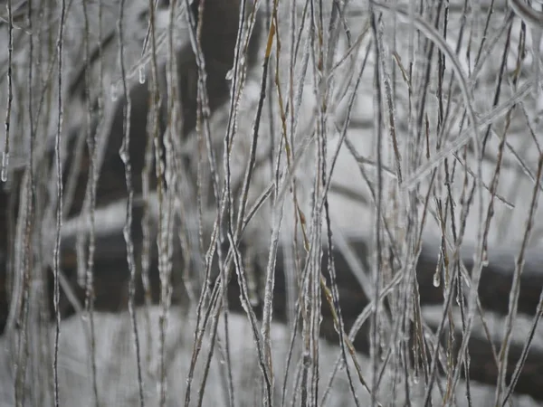 Занавес Ивовых Листьев Покрытых Льдом Зимой — стоковое фото