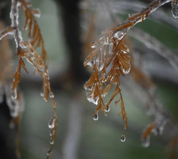 Dos Ramitas Colgantes Con Hojas Secas Cubiertas Hielo Una Borrosa —  Fotos de Stock