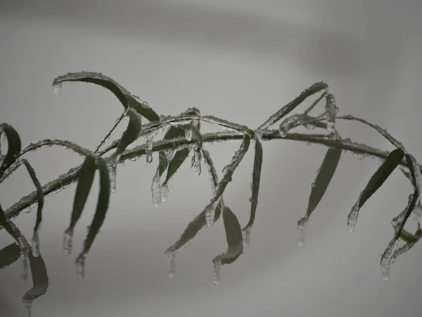 Выцветшие Листья Бамбука Ветке Покрытой Льдом — стоковое фото