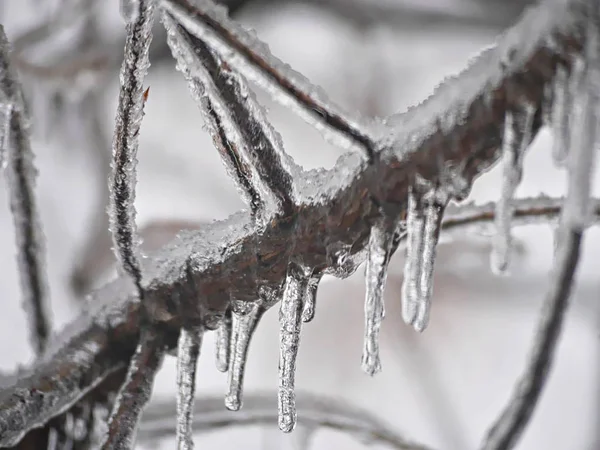 Icicles Colgando Congelado Abajo Las Ramitas Árbol Con Fondo Borroso —  Fotos de Stock