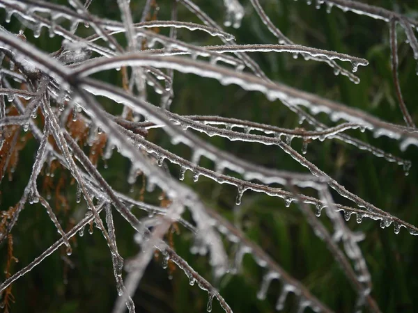 Masse Von Zweigen Alle Gefroren Und Mit Eiszapfen Die Von — Stockfoto