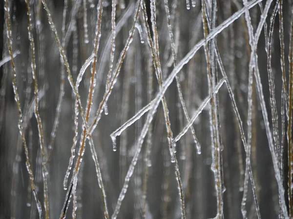 中密闭的柳树枝条上覆盖着冰 — 图库照片