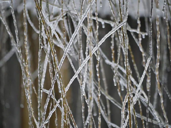 Rideau Épais Brindilles Saule Recouvert Brindilles Recouvertes Neige — Photo