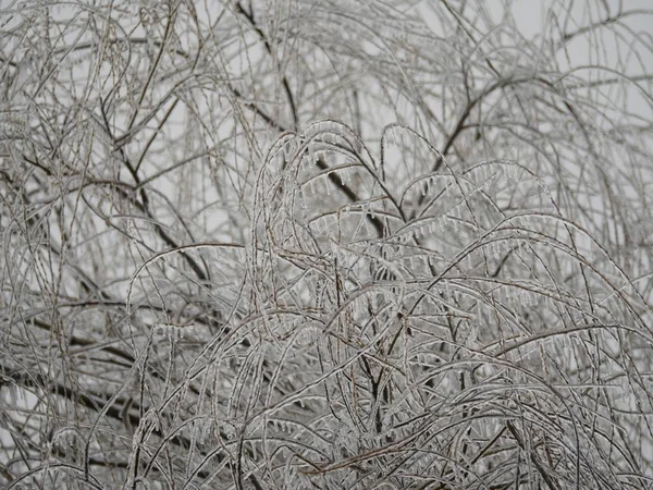 Ветки Безлистного Дерева Покрытые Льдом Зимой — стоковое фото