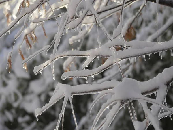 Feche Troncos Das Árvores Salgueiro Com Galhos Pendurados Congelados Cobertos — Fotografia de Stock