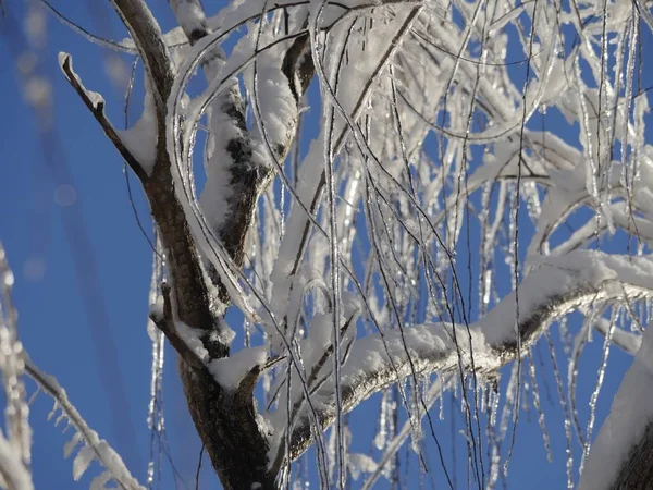 Крупный План Ветвей Покрытых Снегом Льдом Голубым Небом Заднем Плане — стоковое фото