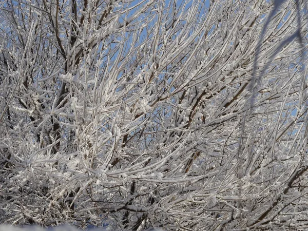Прекрасный Клубок Ветвей Веток Покрытых Снегом Льдом Холодным Зимним Утром — стоковое фото