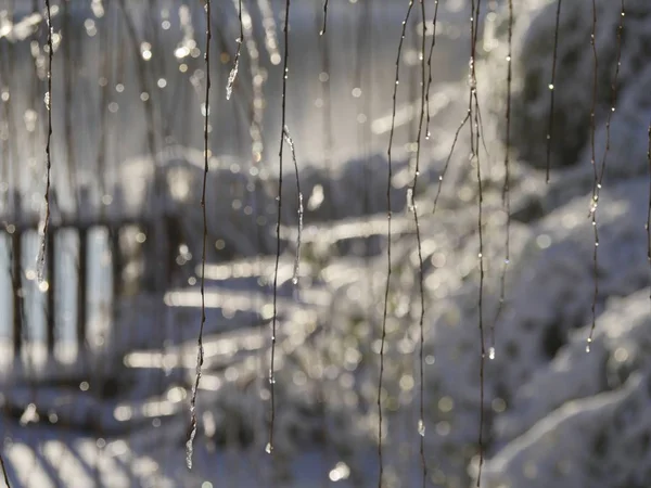 얼음으로 뒤덮인 버드나무 — 스톡 사진