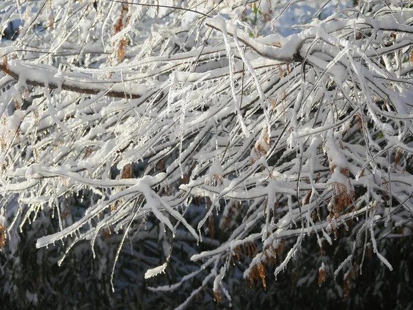 Dikke Twijgen Takken Van Een Dennenboom Bedekt Met Ijs Sneeuw — Stockfoto