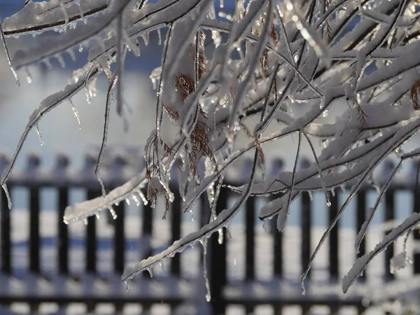 松树的枝条和枝条 上面覆盖着冰雪 背景上有模糊的篱笆 — 图库照片