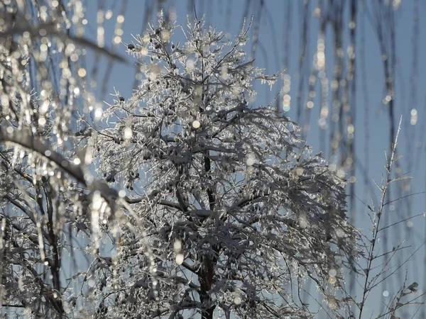 Háttér Fák Sapka Bokeh Háttérben — Stock Fotó