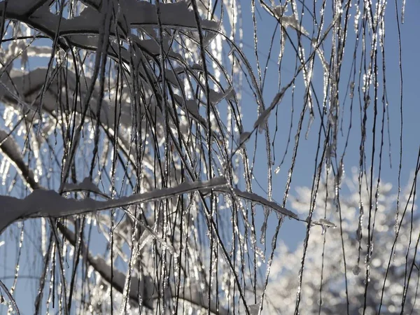 Фон Ветвей Веток Дерева Покрытых Льдом Снегом — стоковое фото