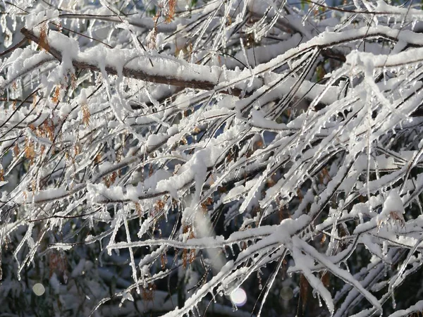 Крупный План Ветвей Ветвей Дерева Покрытого Льдом Снегом — стоковое фото