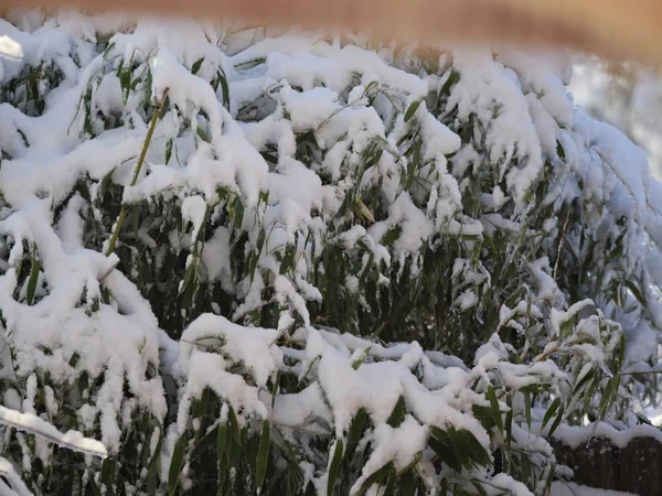 Mittlere Nahaufnahme Von Bambusblättern Die Mit Dem Gewicht Frisch Gefallenen — Stockfoto