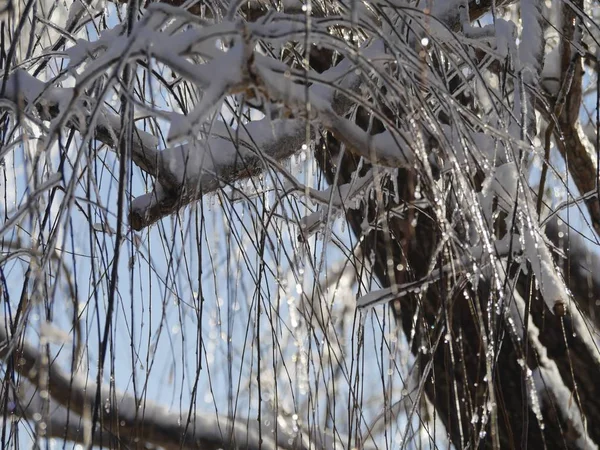 Vista Próxima Galhos Galhos Cascas Salgueiro Coberto Gelo Neve — Fotografia de Stock