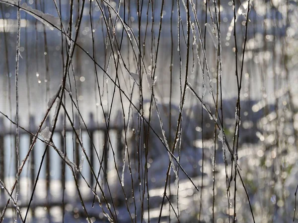 Завіса Висячих Гілок Верби Покритих Льодом Снігом — стокове фото