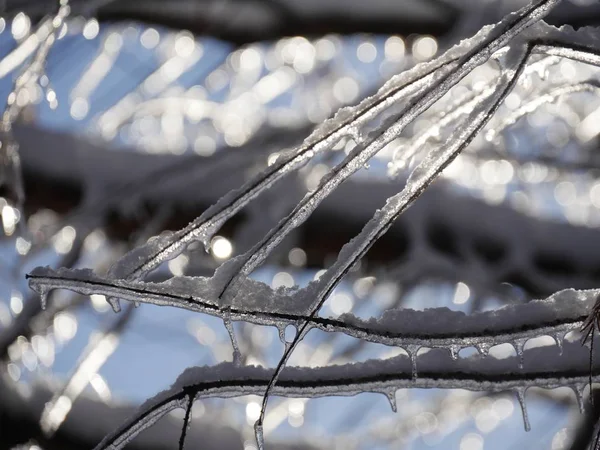 Jéggel Borított Gallyak Bokeh Háttérben — Stock Fotó