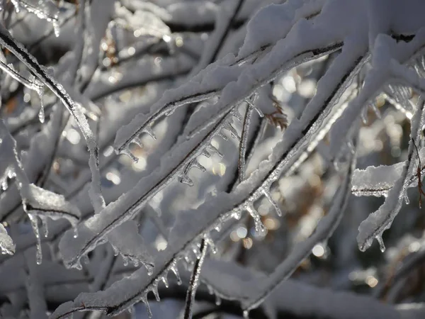 中特写镜头用被冰覆盖的小树枝拍摄 背景为Bokeh — 图库照片