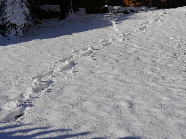 Frische Schuhabdrücke Schneebedeckten Boden — Stockfoto