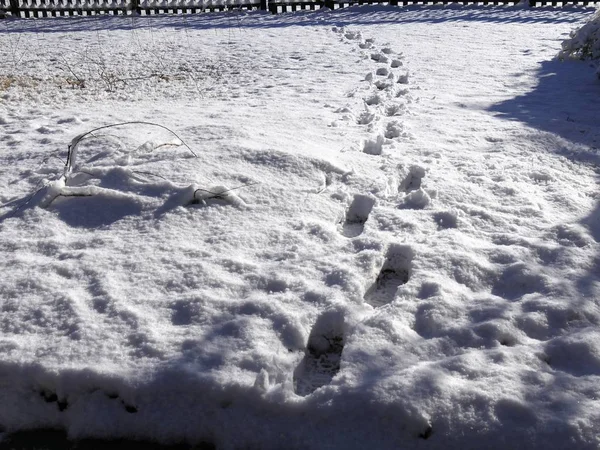 Spur Von Schuhabdrücken Frisch Gefallenen Schnee Einem Wintermorgen — Stockfoto