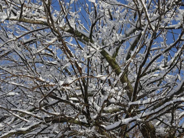 아침에 눈덮인 나뭇가지와 가지들이 뒤엉킨 잡동사니가 — 스톡 사진