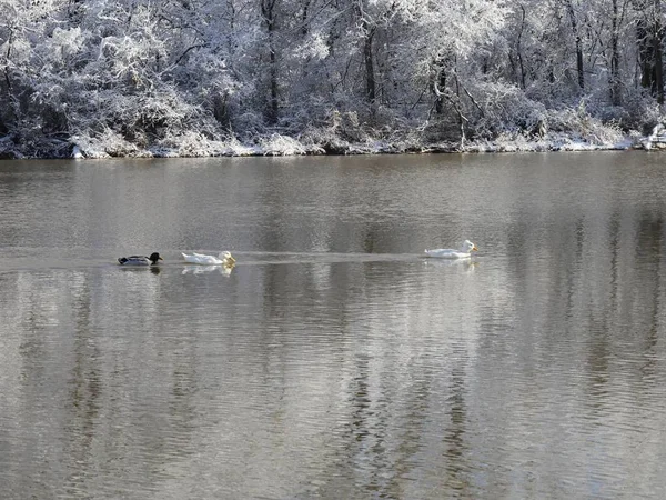 Three ducks swimming in the cold water of the pond on a winter morning