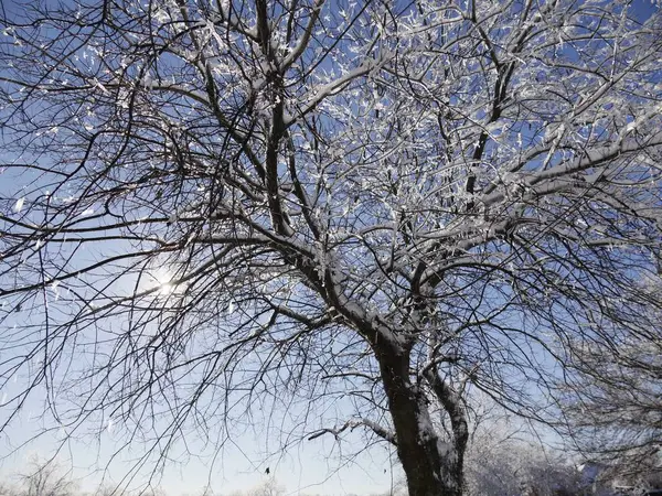 Colpo Verso Alto Albero Senza Foglie Con Tutti Rami Ramoscelli — Foto Stock