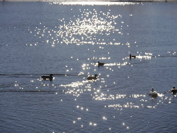 Karlı Bir Günde Bir Gölün Kenarında Yüzen Ördekler — Stok fotoğraf