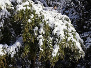 Kalın bir karla kaplı bir çam ağacının yaprakları.