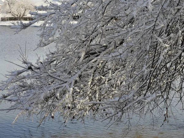 Закрыть Ветки Ветки Дерева Покрытые Льдом Снегом Склоняющимся Вниз Над — стоковое фото