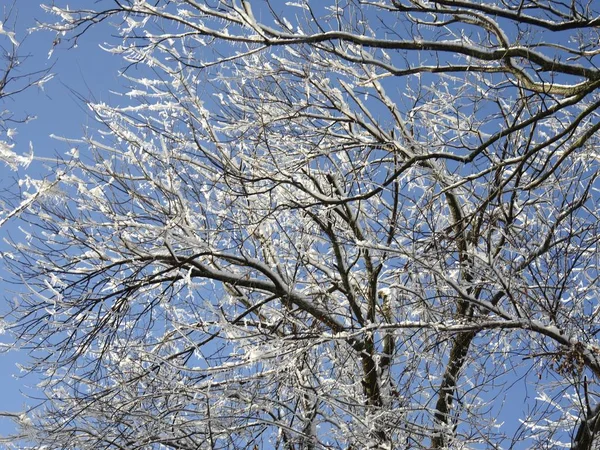 Верхний Снимок Верхушек Деревьев Покрытых Льдом Снегом Голубым Небом Заднем — стоковое фото