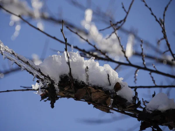 Закрытие Ветки Дерева Покрытой Льдом Снегом Боке Заднем Плане — стоковое фото