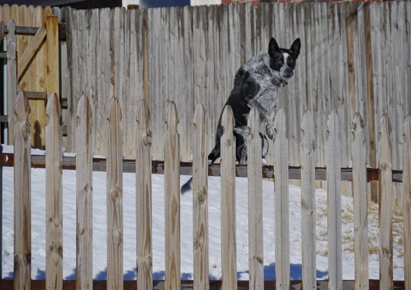 Hund Hoppar Rasande Upp Staketet Med Snö Marken — Stockfoto