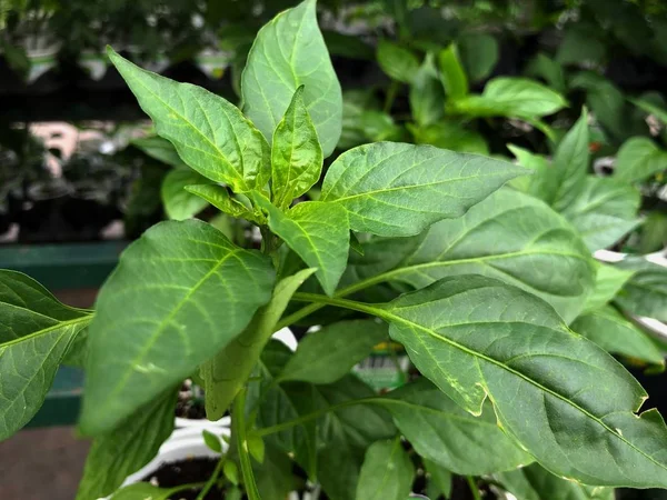 Medelstor Bild Cayenne Hot Pepper Växt Vit Kruka — Stockfoto