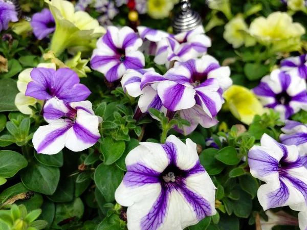 Flores Begônia Brancas Violetas Parque — Fotografia de Stock