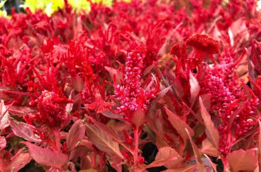 Alevli kırmızı selosya çiçekleri geniş açı