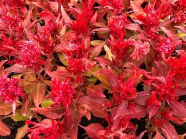 Parkta yanan kırmızı selosya çiçeklerinin yakın çekim görüntüsü