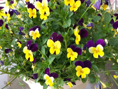 Bir parktaki saksılarda sarı ve menekşe çiçeklerinden oluşan kümeler.