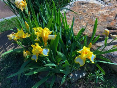Yol kenarında sarı ve beyaz Asya zambağı çiçekleri.