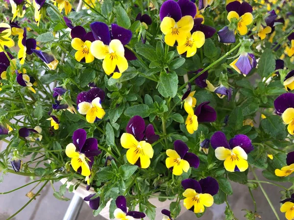 Grappes Fleurs Jaunes Violettes Pots Dans Parc — Photo