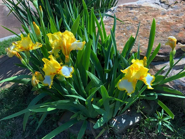 Yol kenarında orta boy sarı ve beyaz Asya zambağı çiçekleri.