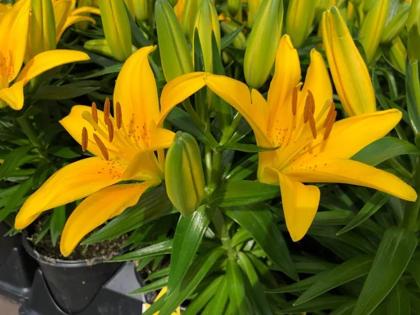 Bahçedeki iki sarı Asya zambağı çiçeği