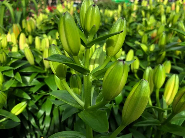 Close up of buds of Asiatic lily flowers in a garden