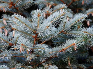 Köknar ağacının yapraklarını kapat