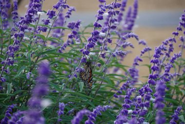 Rengarenk kelebekli lavanta çiçekleri.