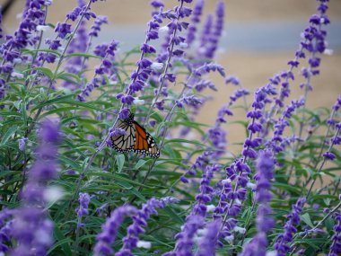 Bir kelebeğin lavanta çiçeğinin sapından nektar emmesi.
